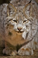 Canadian Lynx Sitting, Close Up

