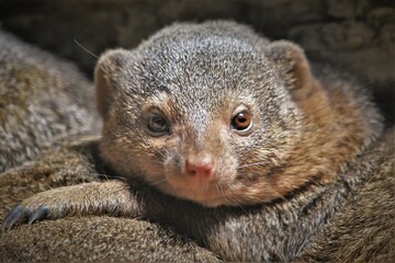 Dwarf Mongoose Cuddled with Family, Watching
