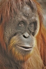 Sumatran Orangutan Female Face Close Up

