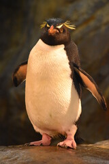 Southern Rockhopper Penguin Standing and Looking