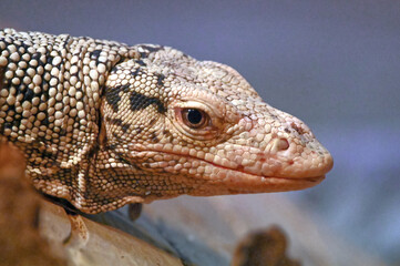 Quince Monitor Face Close Up
