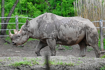 Fototapeta premium Black Rhinoceros Walking, Muddy and Wet