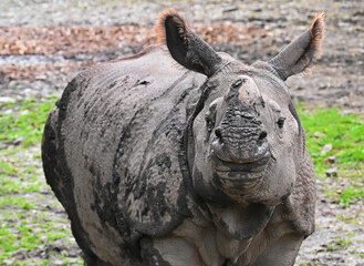 Indian Rhinoceros Standing and Watching