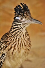 Greater Roadrunner Upper Half Close Up
