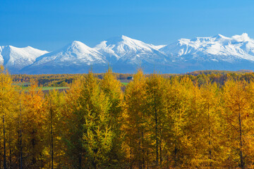 唐松の紅葉と十勝岳連峰　晩秋の北海道美瑛観光