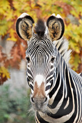 Grevy's Zebra Face Close Up Against Fall Colors