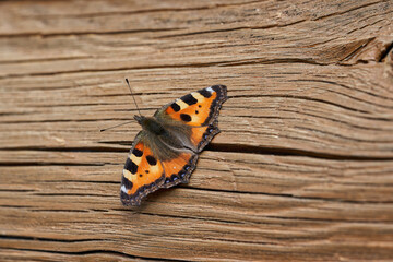 Orange butterfly with open wings on a wooden background