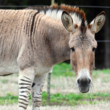 Zonkey Eating Grass, Face Close Up