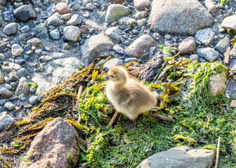 One tiny gosling looking for food on rock beach