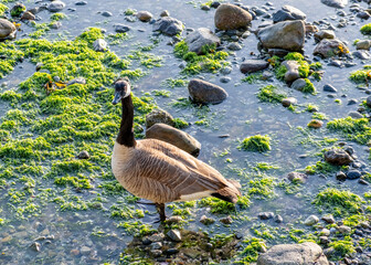 country goose on the beach © josephine
