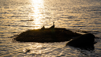 Canada goose parents and goslings rest on an island in gold sunset