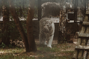 white tiger walks through the aviary, a symbol of the year, a beautiful predatory animal