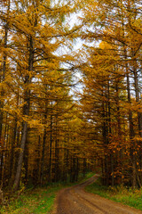 【北海道　美瑛町】紅葉した唐松並木