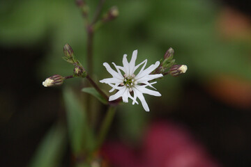 リクニス フロスククリ 'ホワイトロビン' の白い花