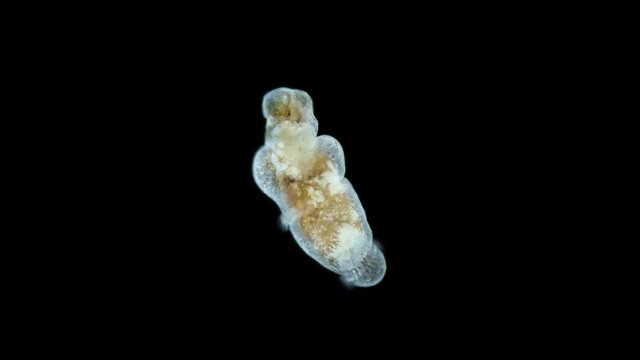 larva sea angel Mollusca Gastropoda under microscope, suborder Gymnosomata, superfamily Clionoidea. Predator that feeds on Mollusca family Limacinidae. Red sea