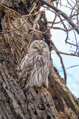エゾフクロウ　北海道の野生動物