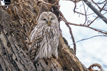 エゾフクロウ　北海道の野生動物