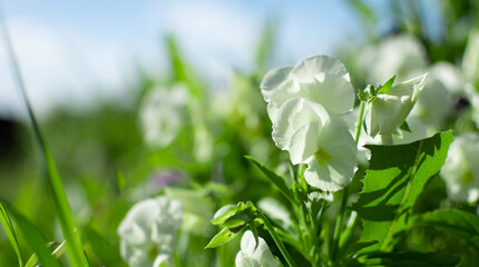 White violet, or Pansy and Green Pea plant with white flower in a garden, green smoky blurred...