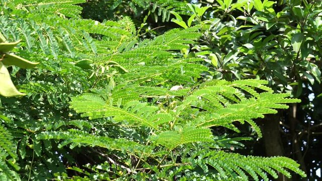 Biancaea sappan (Caesalpinia sappan L., sappanwood, secang, sepang, Indian redwood) with natural background. This plant in Indonesia is used as drink and herbal medicine.