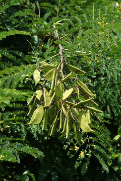 Biancaea sappan (Caesalpinia sappan L., sappanwood, secang, sepang, Indian redwood) with natural background. This plant in Indonesia is used as drink and herbal medicine.