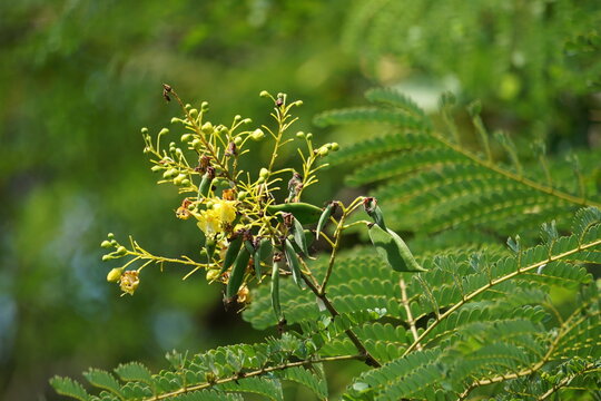 Biancaea sappan (Caesalpinia sappan L., sappanwood, secang, sepang, Indian redwood) with natural background. This plant in Indonesia is used as drink and herbal medicine.