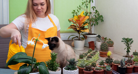 Domestic cat looks at how hostess waters flowering plant with watering can. Care of home plants. Selective focus.