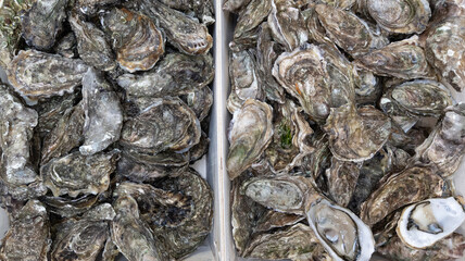 open fresh oysters in box for sale in French restaurant in Arcachon basin