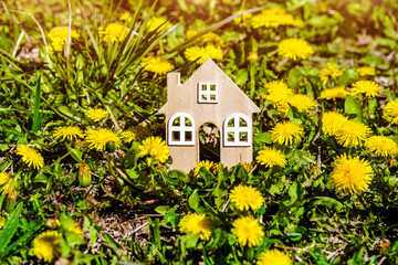  The symbol of the house stands among the yellow dandelions
