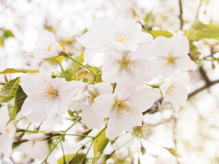 Japan Spring time cherry blossom sakura  