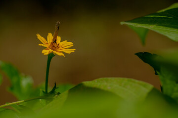 A brown butterfly looking for honey and perched on a yellow creeping buttercup flower blurred green foliage background, nature concept