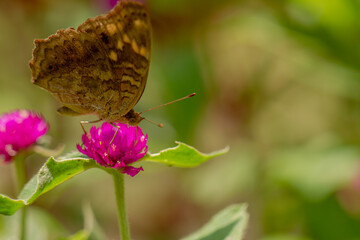 A brown butterfly looking for honey and perched on a pink zinnia flower on a blurry green leaf background, nature concept