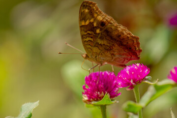 A brown butterfly looking for honey and perched on a pink zinnia flower on a blurry green leaf background, nature concept