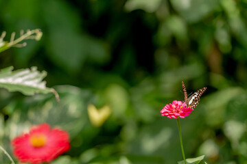 A butterfly in a combination of black, brown, and white is looking for honey and perches on a red zinnia flower on a blurred green foliage background, nature concept