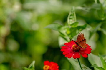A brown butterfly looking for honey and perched on a red zinnia flower on a blurred green foliage background, nature concept