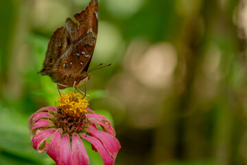 A brown butterfly looking for honey and perched on a pink zinnia flower on a blurry green leaf background, nature concept