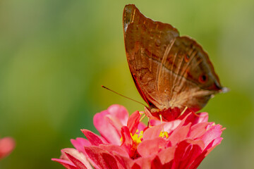 A brown butterfly looking for honey and perched on a red zinnia flower on a blurred green foliage background, nature concept