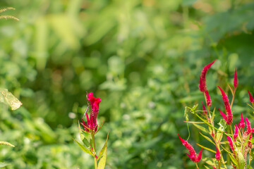 A brown butterfly looking for honey and perched on a red celosia flower on a blurred green foliage background, nature concept