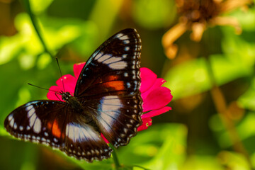 Fototapeta na wymiar A butterfly in a combination of black, brown, and white is looking for honey and perches on a red zinnia flower on a blurred green foliage background, nature concept