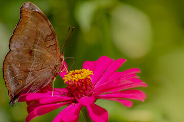 A brown butterfly looking for honey and perched on a pink zinnia flower on a blurry green leaf background, nature concept