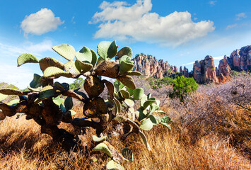 Cactus in Mexico