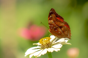 A brown butterfly looking for honey and perched on a white zinnia flower on a blurry green leaf background, nature concept