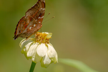 A brown butterfly looking for honey and perched on a white zinnia flower on a blurry green leaf background, nature concept
