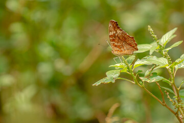 A brown butterfly resting on a flowering spinach plant, blurred green foliage background