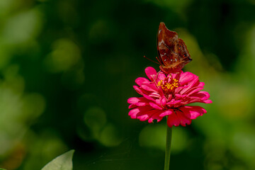A brown butterfly looking for honey and perched on a pink zinnia flower on a blurry green leaf...
