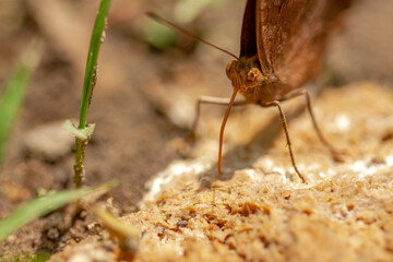A brown butterfly sucking liquid from chicken droppings which is full of organic fiber, survival concept