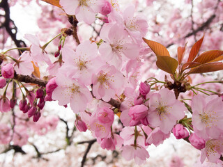Japan Springtime cherry blossom sakura  