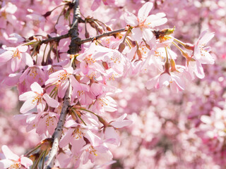 Fototapeta na wymiar Japan Springtime cherry blossom sakura 