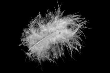 bird feather on a black background