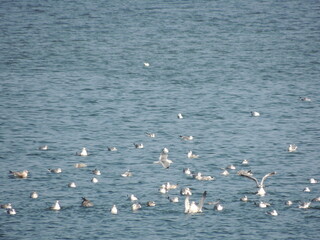 bath seagulls on the beach