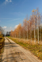 Sandy dirt road, Poleski National Park, Poland
